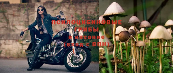 прущие грибы Балахна